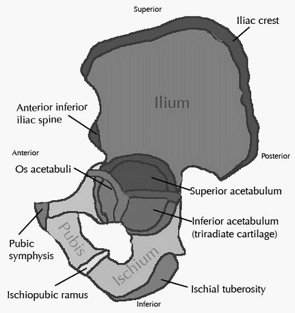 ossification centers hip bone