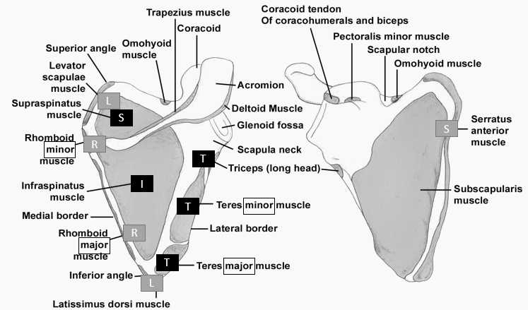 scapular muscles