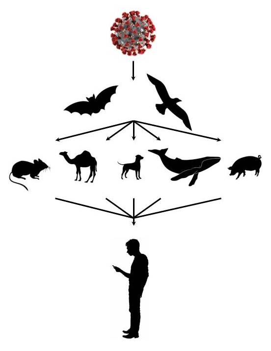 coronavirus transmission