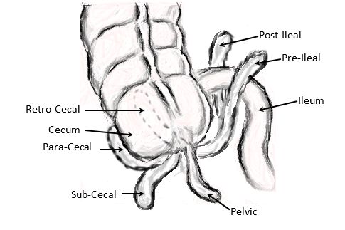 appendix position