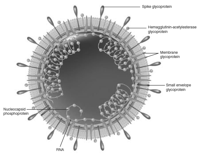 coronavirus structure