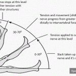 Circle of Willis and Forebrain Blood Supply | Epomedicine