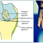 Applied anatomy of Cavernous Sinus | Epomedicine