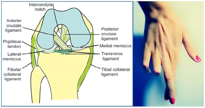 Lateral, Posterior, and Cruciate Knee Anatomy