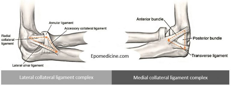 Elbow ligaments : Simplified Anatomy | Epomedicine