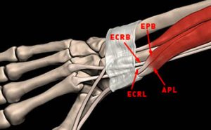 longus brevis mnemonic