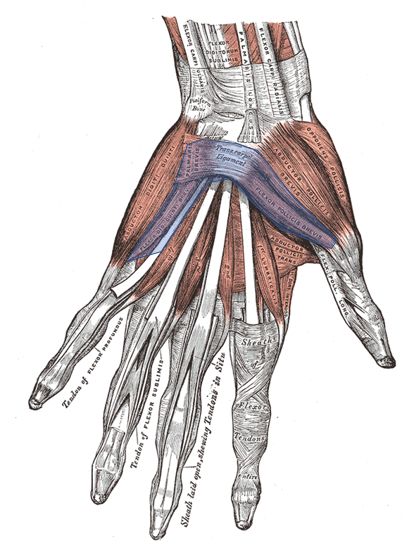 flexor retinaculum hand muscles