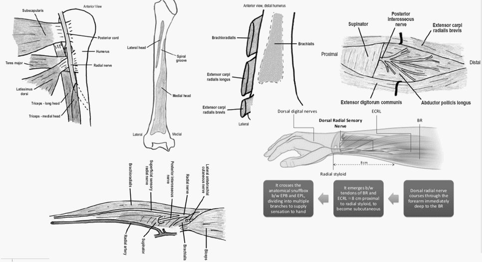 radial nerve course
