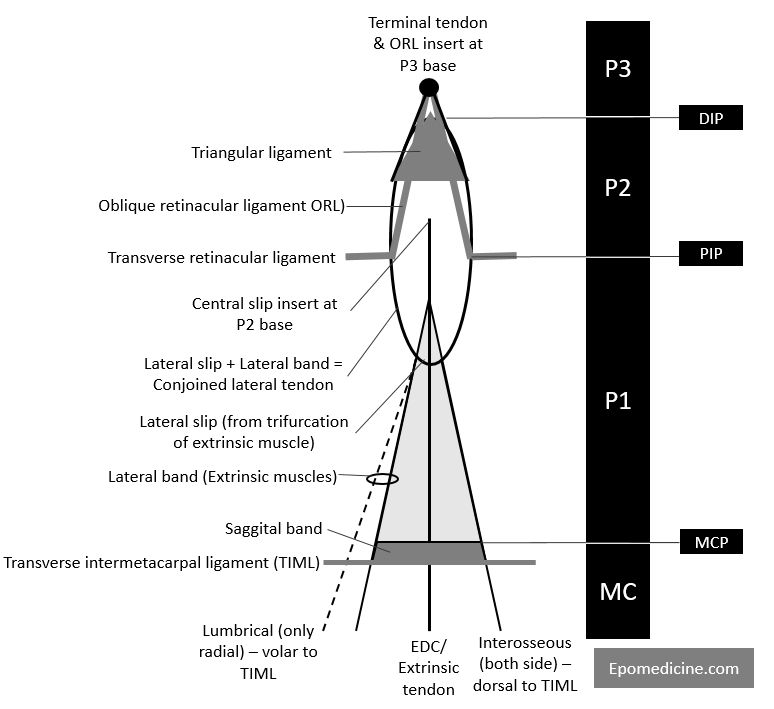 Schematic extensor apparatus