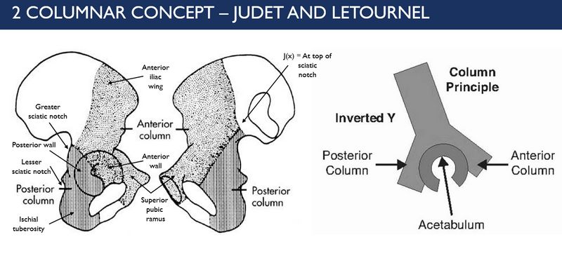 acetabulum two columns