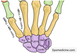 Carpal bones - Mnemonic | Epomedicine