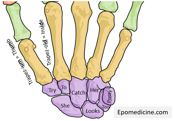 carpal bone mnemonic