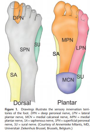 Ankle block : Nerves and Landmarks | Epomedicine