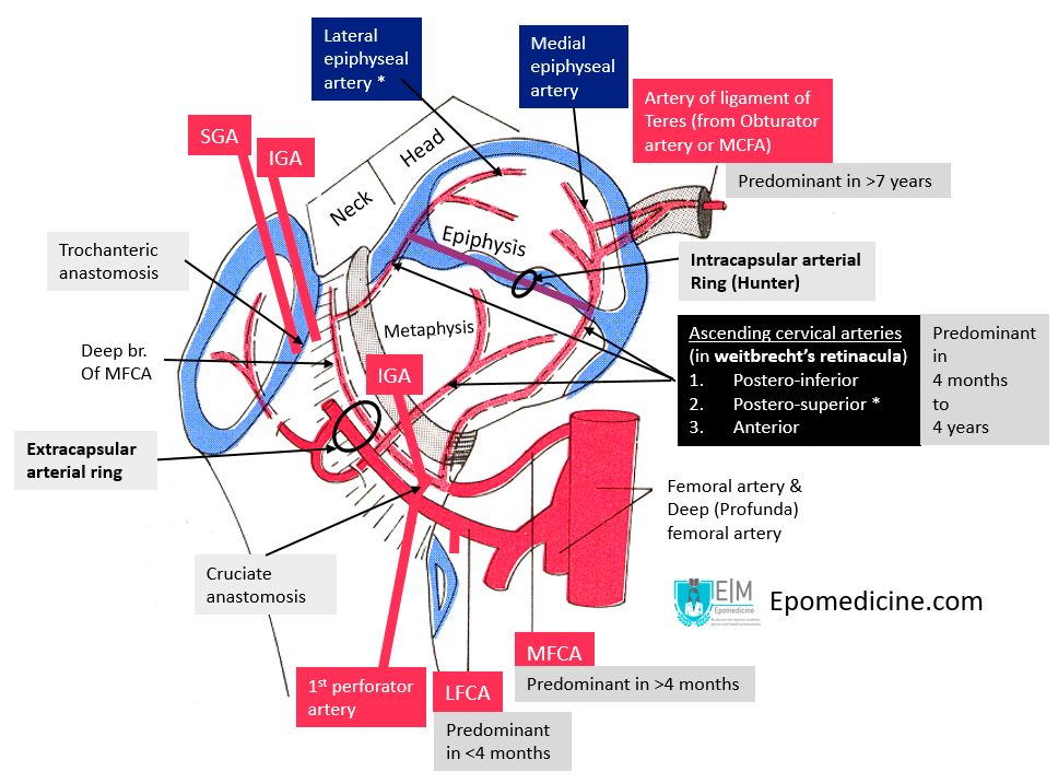 blood supply femoral head