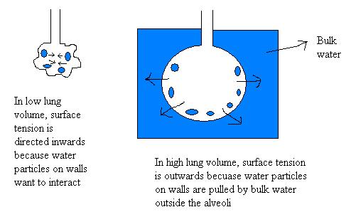 surface tension lungs