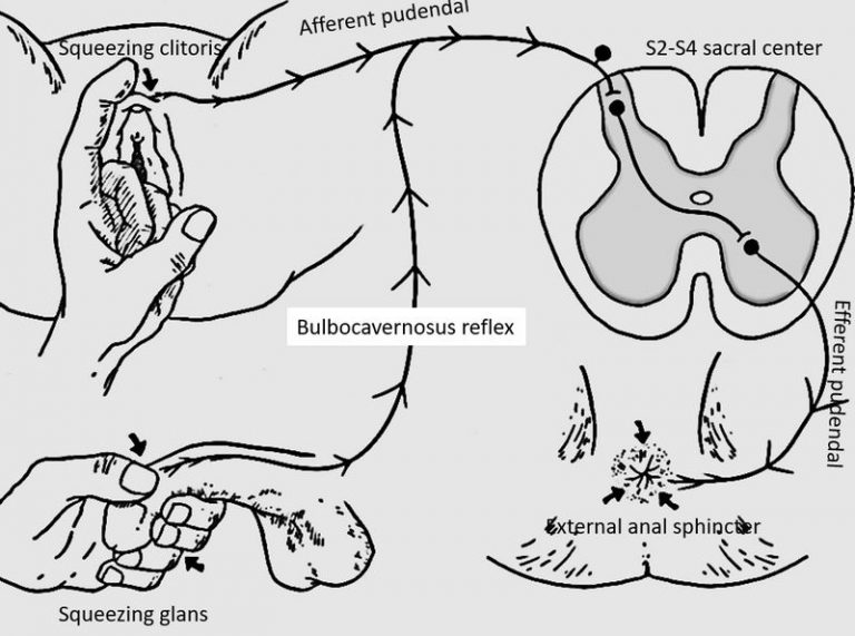 Bulbocavernosus Reflex Bcr Epomedicine