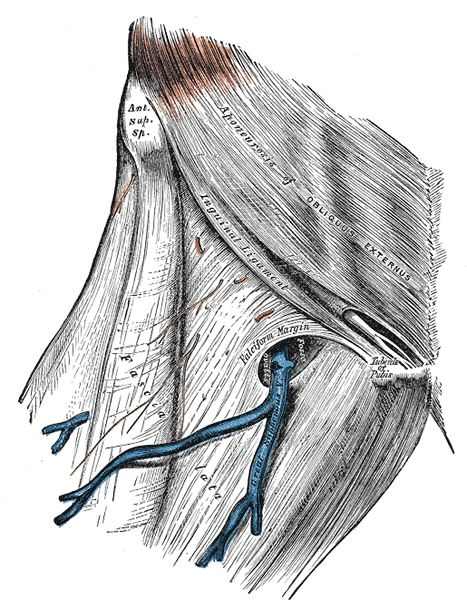 Fascia Lata and Tensor Fascia Lata