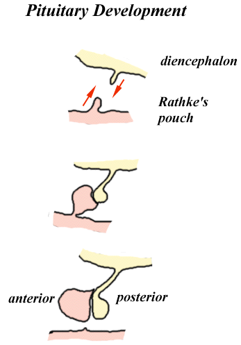 pituitary gland development