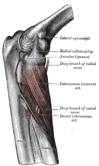 radial tunnel anatomy