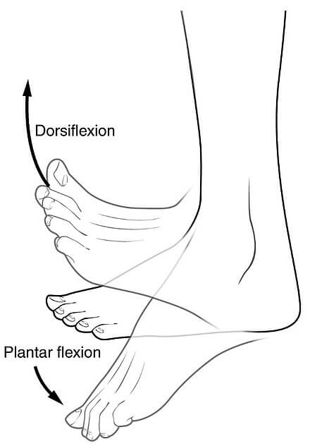 plnatar flexion