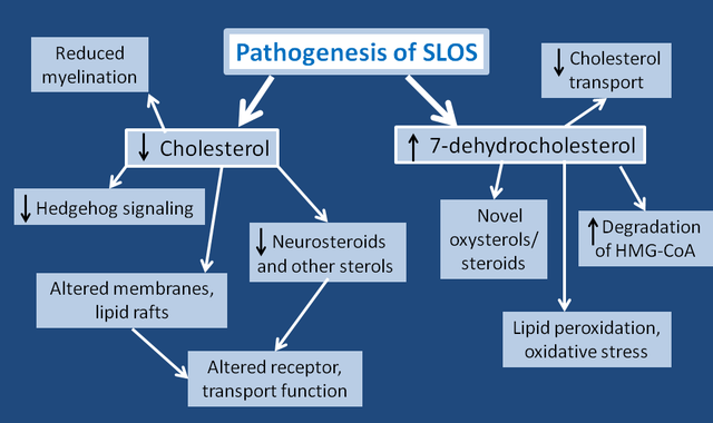 Smith Lemli Opitz syndrome pathogenesis