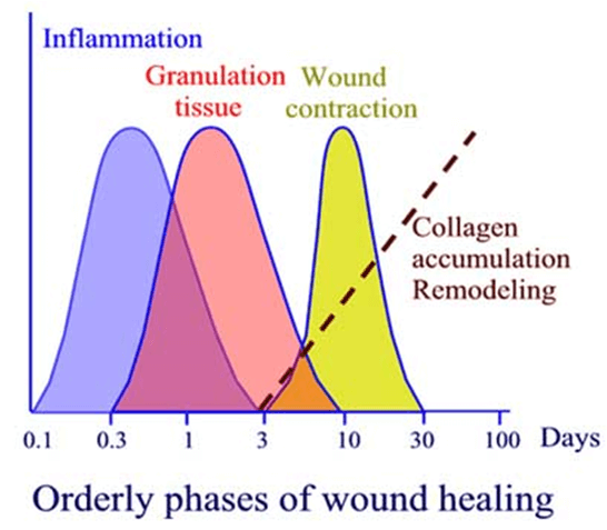 wound healing phases