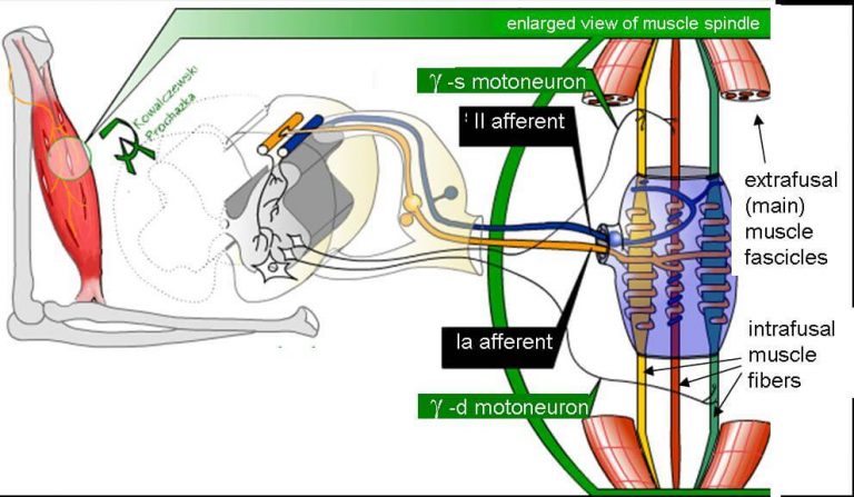 nerve-fibers-classification-epomedicine