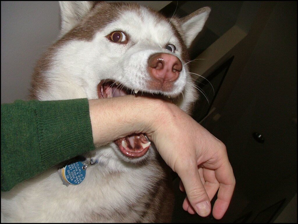 dog bite