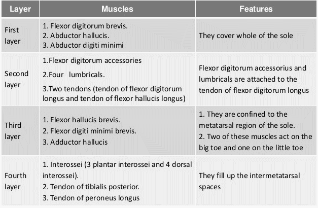 Foot Muscles Layers And Compartments Epomedicine