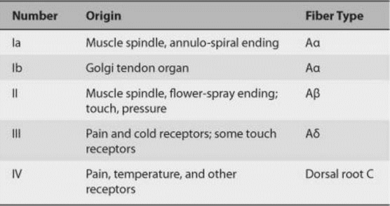 nerve fibers type