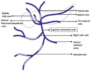 Portal Vein : Tributaries and Portocaval Anastomoses | Epomedicine