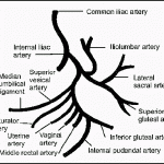 Cruciate ligaments of Knee : Mnemonics | Epomedicine