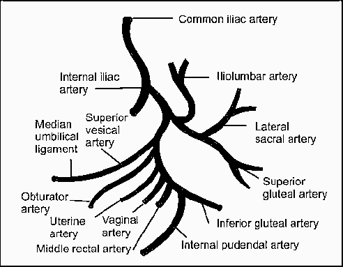 internal iliac artery anatomy