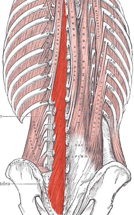 deep back muscles