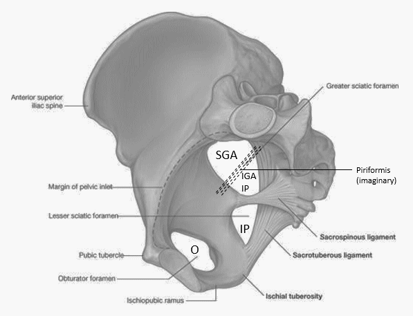 pelvic foramen arteries