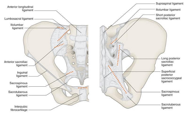 pelvic ligaments