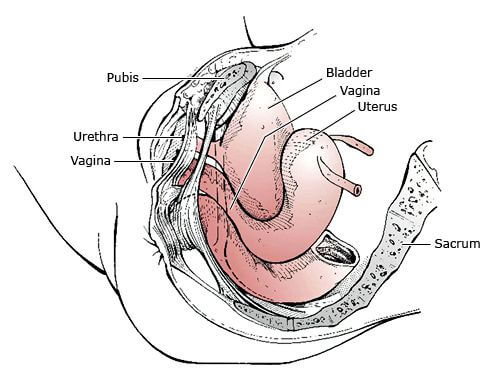 pelvic viscera