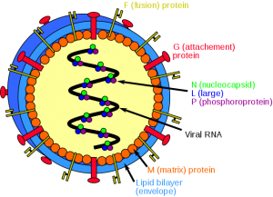 Nipah virus | Epomedicine