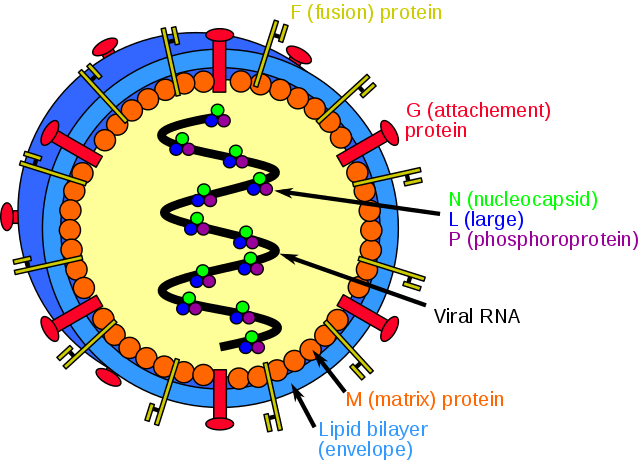 henipavirus