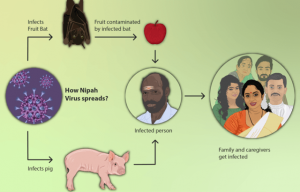 Nipah Virus | Epomedicine