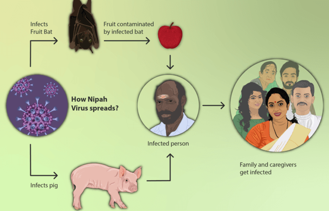 nipah virus spread