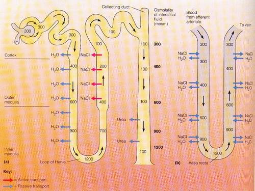 function of vasa recta