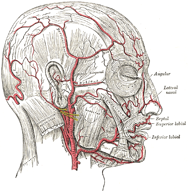 temporal artery