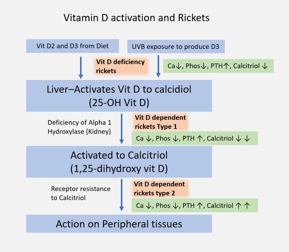 Rickets vitamin D metabolism