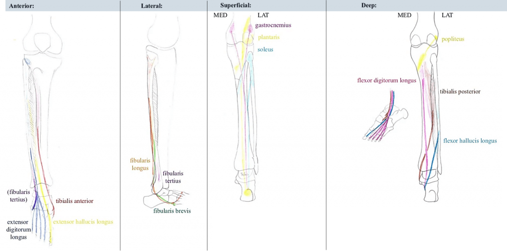 leg compartments and muscles