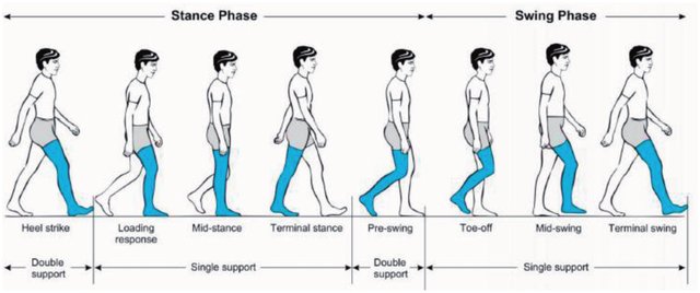 examination-of-gait-epomedicine