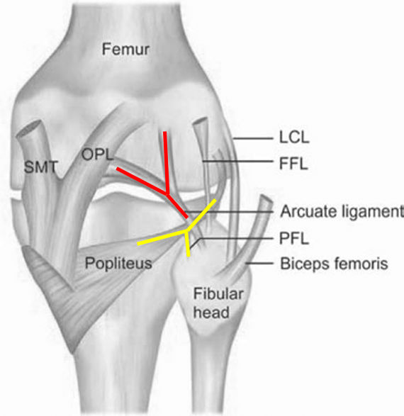posterolateral corner knee