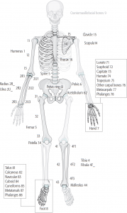 AO fracture classification made easy | Epomedicine