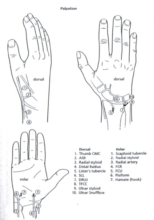 dorsiflexion of wrist