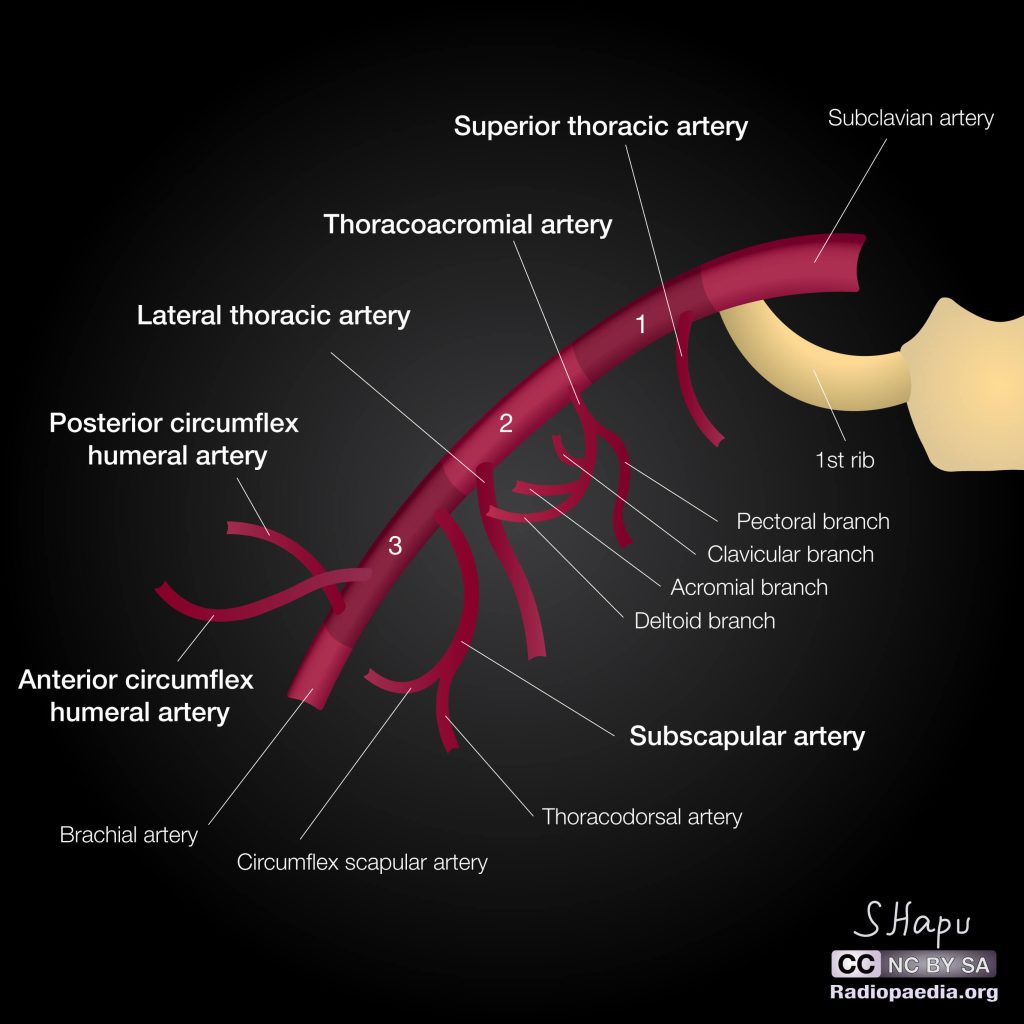 axillary artery branches